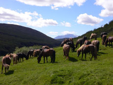 Islande et cheval islandais : randonnée équestre sur la terre de feu et de glace - Randocheval/ Absolu Voyages
