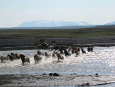 Islande et cheval islandais : randonnée équestre sur la terre de feu et de glace - Randocheval/ Absolu Voyages
