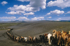 Randonnée équestre sur la piste de Kjolur - Randocheval