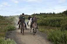 Le cheval islandais et ses allures