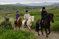Islande et cheval islandais : randonnée équestre sur la terre de feu et de glace - Randocheval/ Absolu Voyages