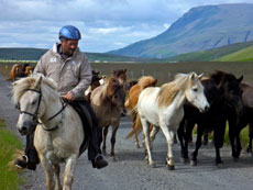 Randonnée Equestre dans la Région d'Egilsstadir, sur les traces des Vikings - Randocheval / AbsoluVoyages