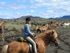 L'histoire du cheval islandais à travers les siècles