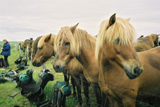 Chevaux islandais - Randocheval / absolu voyages