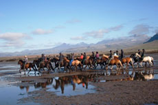 Islande et cheval islandais : randonnée équestre sur la terre de feu et de glace - Randocheval/ Absolu Voyages