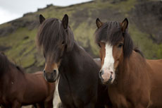 Islande et cheval islandais : randonnée équestre sur la terre de feu et de glace - Randocheval/ Absolu Voyages