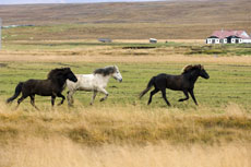 Le cheval islandais