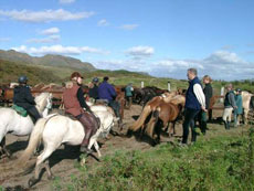 Le cheval islandais et son utilisation