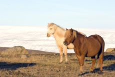 Le cheval islandais