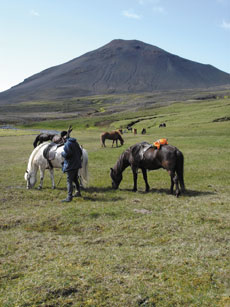 Islande et cheval islandais : randonnée équestre sur la terre de feu et de glace - Randocheval/ Absolu Voyages