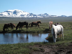 Islande et cheval islandais : randonnée équestre sur la terre de feu et de glace - Randocheval/ Absolu Voyages