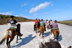 L'histoire du cheval islandais à travers les siècles