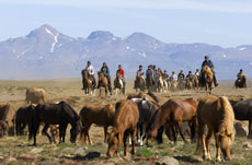 Islande et cheval islandais : randonnée équestre sur la terre de feu et de glace - Randocheval/ Absolu Voyages