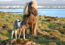 Islande et cheval islandais : randonnée équestre sur la terre de feu et de glace - Randocheval/ Absolu Voyages