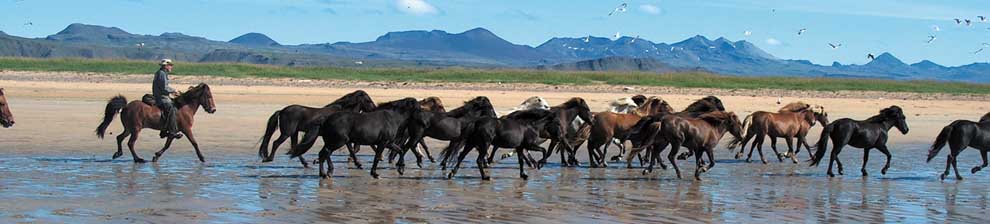 Randonnée Equestre dans la Région d'Egilsstadir, sur les traces des Vikings - Randocheval / AbsoluVoyages