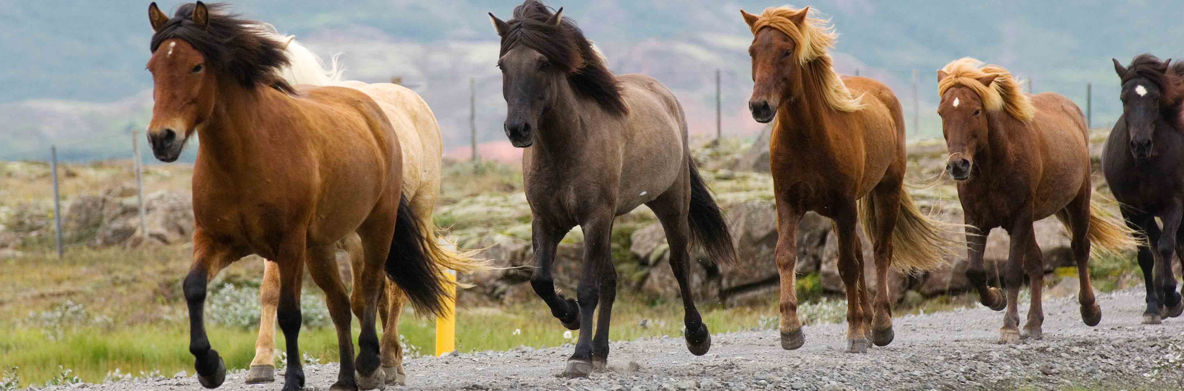 L'histoire du cheval islandais à travers les siècles