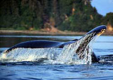 Excursion pour l'observation des baleines en Islande